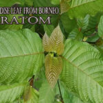 Paradise Leaf from Borneo