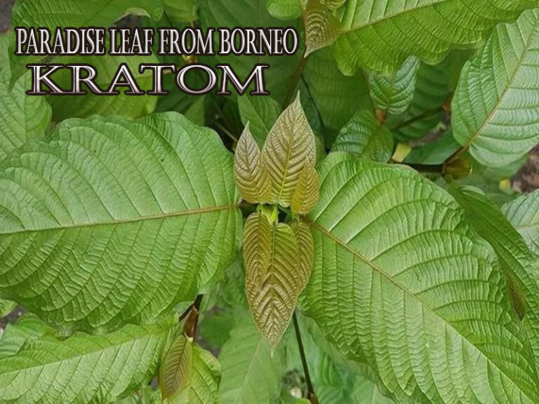 Paradise Leaf from Borneo